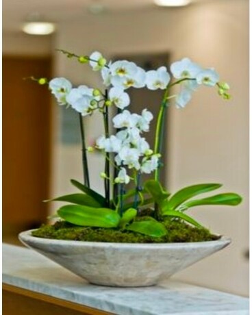 PHALAENOPSIS ORCHID GARDEN Flower Arrangement