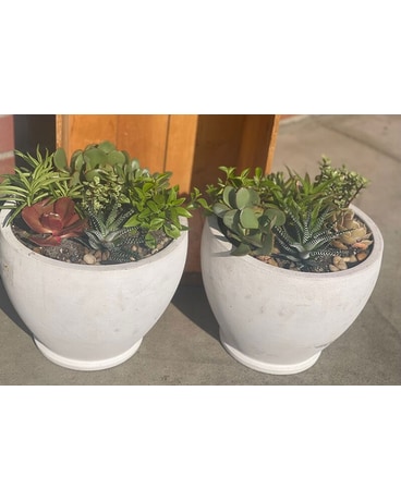 Set of 2 Succulent Garden Plant