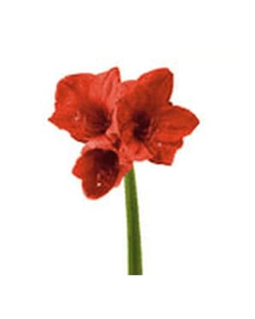 Amaryllis Flower Arrangement