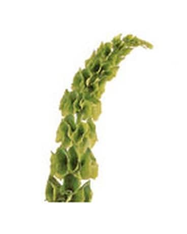 Bells of Ireland Flower Arrangement