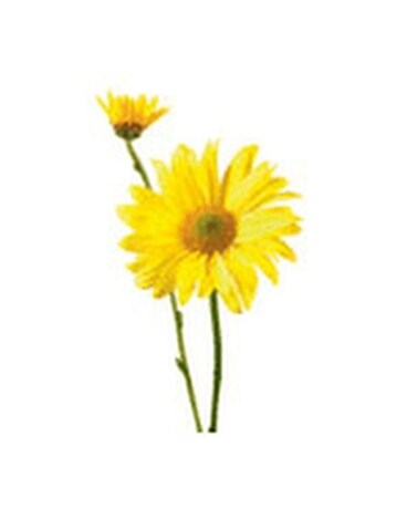 Chrysanthemum Spray (daisy) Flower Arrangement