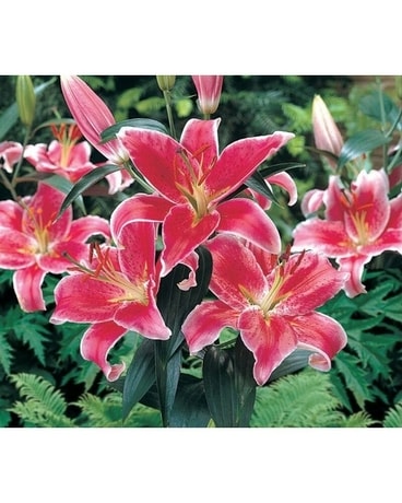 Lily (oriental) Flower Arrangement