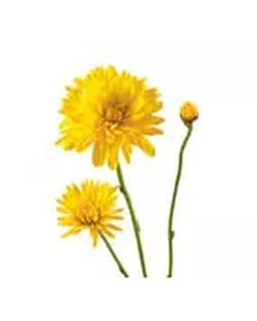 Chrysanthemum Spray (cushion) Flower Arrangement