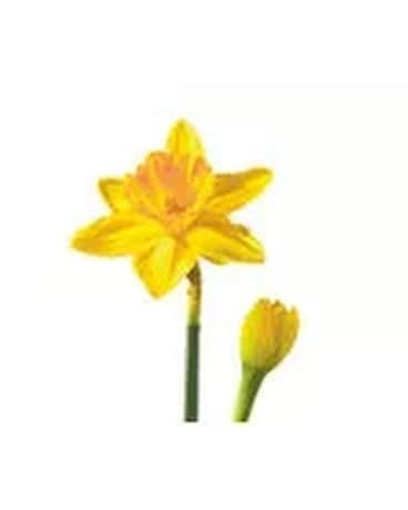 Daffodil Flower Arrangement